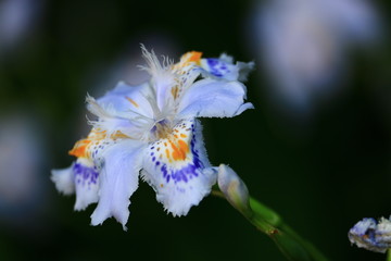 Iris japonica