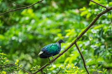 Nicobar Pigeon holding branch