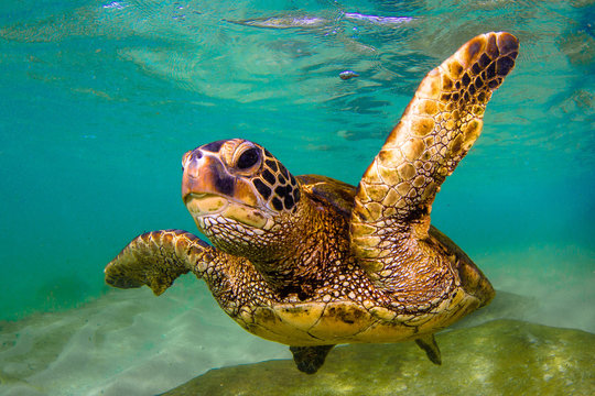 Hawaiian Green Sea Turtle swimming in the Pacific Ocean of Hawaii