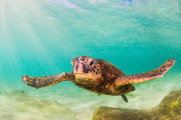 Fototapeta premium Endangered Hawaiian Green Sea Turtle swimming in the warm waters of the Pacific Ocean in Hawaii