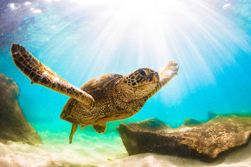 Fototapeta premium Endangered Hawaiian Green Sea Turtle swimming in the warm waters of the Pacific Ocean in Hawaii