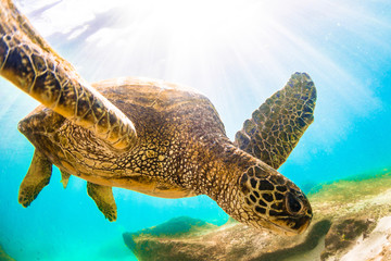 Obraz na płótnie Canvas Endangered Hawaiian Green Sea Turtle swimming in the warm waters of the Pacific Ocean in Hawaii