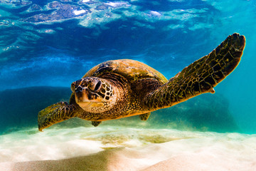 Naklejka premium Endangered Hawaiian Green Sea Turtle swimming in the warm waters of the Pacific Ocean in Hawaii