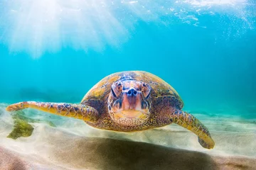 Stickers pour porte Tortue Endangered Hawaiian Green Sea Turtle swimming in the warm waters of the Pacific Ocean in Hawaii