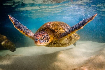 Poster Tortue Endangered Hawaiian Green Sea Turtle swimming in the warm waters of the Pacific Ocean in Hawaii