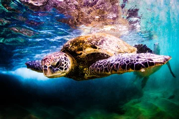 Photo sur Plexiglas Tortue Tortue verte hawaïenne en voie de disparition nageant dans les eaux chaudes de l& 39 océan Pacifique à Hawaï