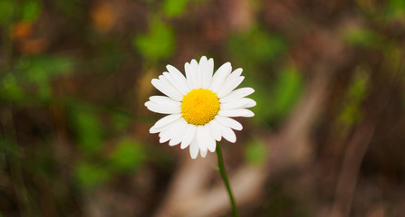 One-daisy