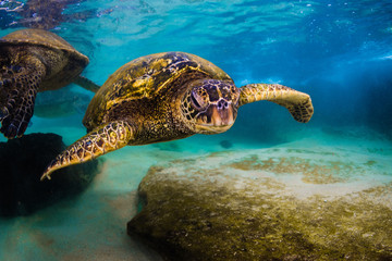 An endangered Hawaiian Green Sea Turtle cruises in the warm waters of the Pacific Ocean in Hawaii.