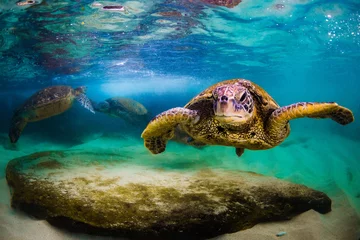 Tableaux ronds sur plexiglas Tortue An endangered Hawaiian Green Sea Turtle cruises in the warm waters of the Pacific Ocean in Hawaii.