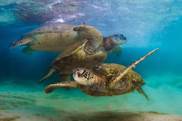 Cercles muraux Tortue An endangered Hawaiian Green Sea Turtle cruises in the warm waters of the Pacific Ocean in Hawaii.