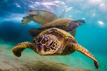 Obraz premium An endangered Hawaiian Green Sea Turtle cruises in the warm waters of the Pacific Ocean in Hawaii.
