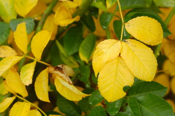 Obraz premium Yellow Autumn Leaves