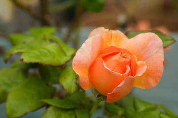 Rose Orange Peach colored