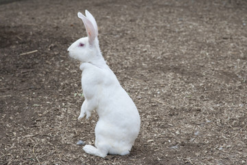 白いウサギ