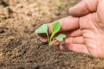 Woman's hand planting a cabbage plant in the ground. Preparations for the garden season in spring.