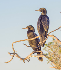 Little Black Cormorants