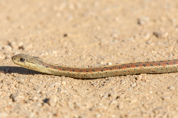 Coast Garter Snake (Thamnophis elegans terrestris). San Mateo County, California, USA.