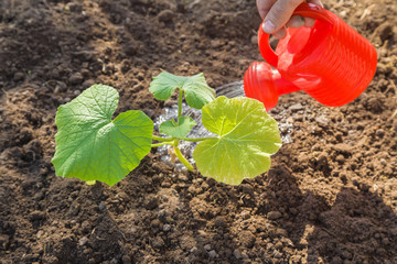 In spring gardener' s hand carefully watering pumpkin plant with little watering can in the greenhouse.