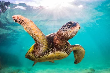 Fotobehang Schildpad Een bedreigde Hawaiiaanse groene zeeschildpad cruises in de warme wateren van de Stille Oceaan in Hawaï.