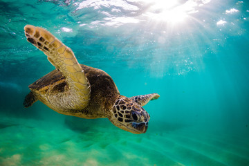 Obraz na płótnie Canvas An endangered Hawaiian Green Sea Turtle cruises in the warm waters of the Pacific Ocean in Hawaii.