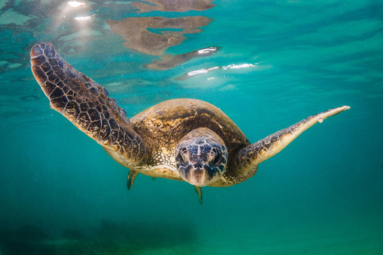 An endangered Hawaiian Green Sea Turtle cruises in the warm waters of the Pacific Ocean in Hawaii.