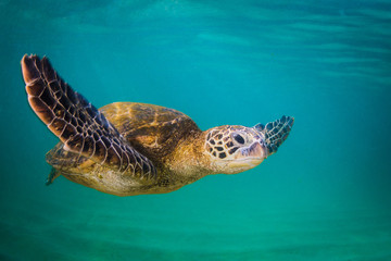Obraz na płótnie Canvas An endangered Hawaiian Green Sea Turtle cruises in the warm waters of the Pacific Ocean in Hawaii.