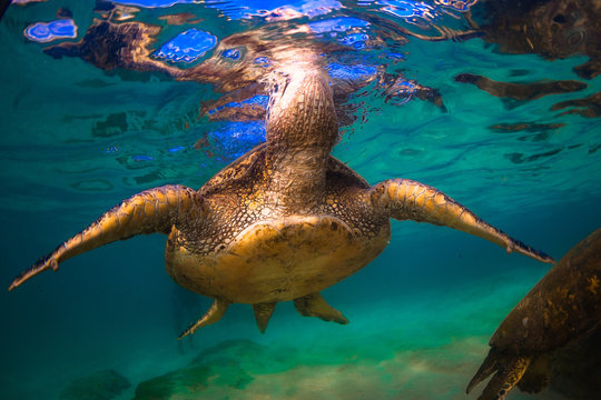 An endangered Hawaiian Green Sea Turtle cruises in the warm waters of the Pacific Ocean in Hawaii.