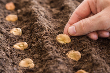 Gardener's hand seeding broad beans in the ground. Early spring preparations for the garden season.