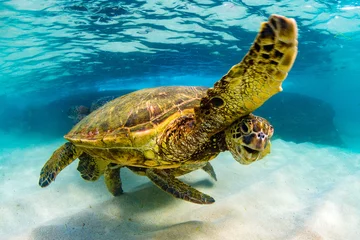 Photo sur Plexiglas Tortue An endangered Hawaiian Green Sea Turtle cruises in the warm waters of the Pacific Ocean in Hawaii.