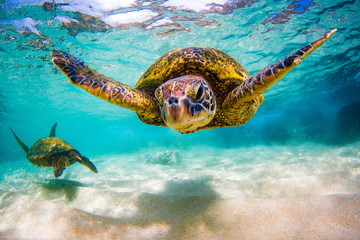 Een bedreigde Hawaiiaanse groene zeeschildpad cruises in de warme wateren van de Stille Oceaan in Hawaï.