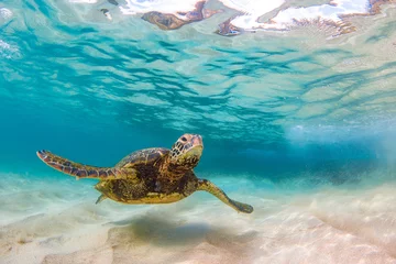 Stickers muraux Tortue Une tortue de mer verte hawaïenne en voie de disparition navigue dans les eaux chaudes de l& 39 océan Pacifique à Hawaï.