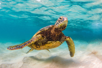 Fototapeta premium An endangered Hawaiian Green Sea Turtle cruises in the warm waters of the Pacific Ocean in Hawaii.