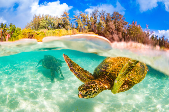 An endangered Hawaiian Green Sea Turtle cruises in the warm waters of the Pacific Ocean in Hawaii.