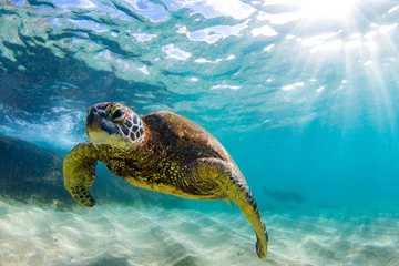 Poster Tortue An endangered Hawaiian Green Sea Turtle cruises in the warm waters of the Pacific Ocean in Hawaii.