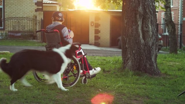 A disabled person plays with a dog, canitis therapy, disability treatment through training with a dog, Man in a wheelchair