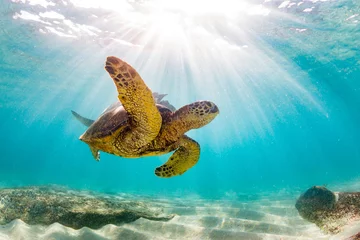 Papier Peint photo Lavable Tortue An endangered Hawaiian Green Sea Turtle cruises in the warm waters of the Pacific Ocean in Hawaii.