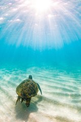 Fototapeta premium Zagrożony wyginięciem hawajski żółw zielony pływa po ciepłych wodach Oceanu Spokojnego na Hawajach.
