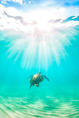 Fototapeta premium An endangered Hawaiian Green Sea Turtle cruises in the warm waters of the Pacific Ocean in Hawaii.