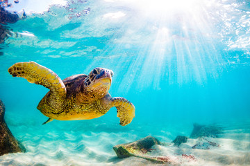 Een bedreigde Hawaiiaanse groene zeeschildpad cruises in de warme wateren van de Stille Oceaan in Hawaï.