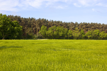 forest and barley