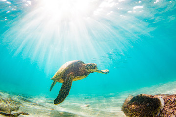 Obraz premium Endangered Hawaiian Green Sea Turtle swimming in the warm waters of the Pacific Ocean in Hawaii