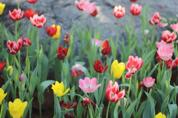 Tulip. Flower field of colorful tulips in spring. Colorful tulips in the garden, Fresh blooming tulips in the spring garden. Spring landscape. Tulip Flower Field.