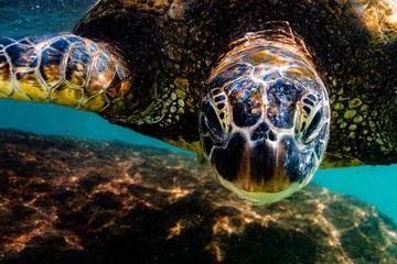 Papier Peint photo Lavable Tortue Endangered Hawaiian Green Sea Turtle swimming in the warm waters of the Pacific Ocean in Hawaii