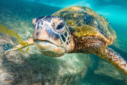 Endangered Hawaiian Green Sea Turtle swimming in the warm waters of the Pacific Ocean in Hawaii