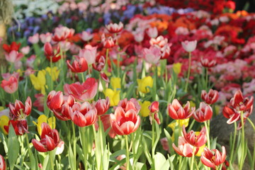 Tulip. Flower field of colorful tulips in spring. Colorful tulips in the garden, Fresh blooming tulips in the spring garden. Spring landscape. Tulip Flower Field.