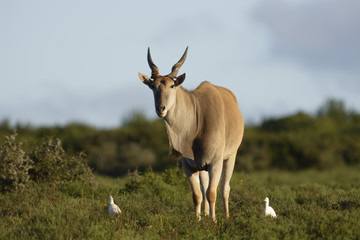 Common Eland grazing, Addo Elephant National Park