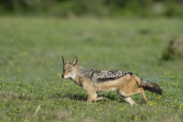 Black Backed Jackal on the hunt, Addo Elephant National Park