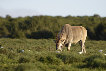 Naklejka na ściany i meble Common Eland grazing, Addo Elephant National Park