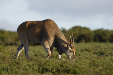 Common Eland grazing, Addo Elephant National Park