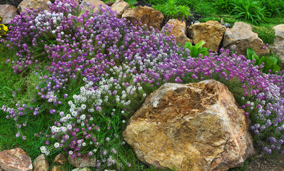 Flowers of different species bloom in the park on the background tracks and decorative stones